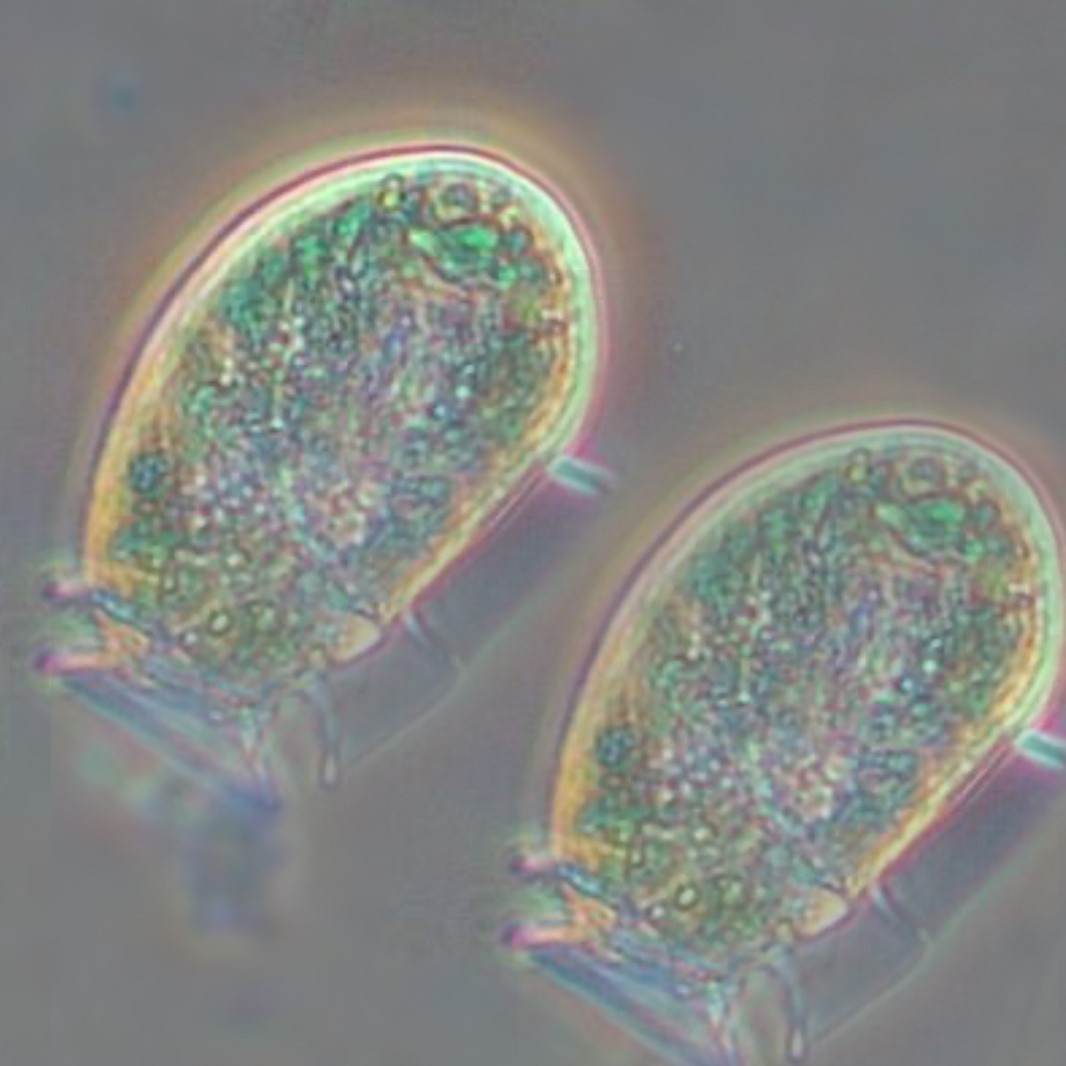 Phycotoxins
